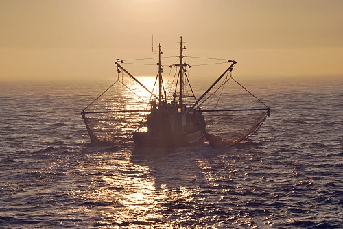 Westerschelde
At Sunrise
Fishermen / fishing boats / fishing equipment
Hedo Knol